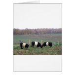Beltie Cow Herd in Fall Card