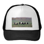Beltie Cow Herd in Fall Trucker Hats