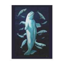 Beluga Postcards Vancouver Churchill Beluga Cards
