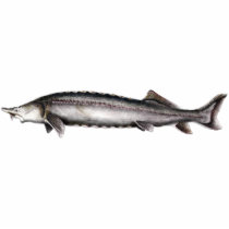 Beluga Sturgeon Acrylic Cut Out