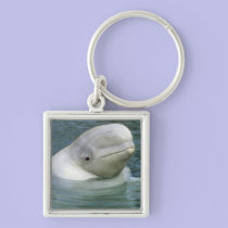 Beluga Whale, Delphinapterus leucas), Captive keychains