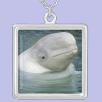 Beluga Whale, Delphinapterus leucas), Captive necklaces