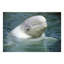 Beluga Whale, Delphinapterus leucas), Captive