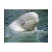 Beluga Whale, Delphinapterus leucas), Captive Post Cards