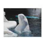 Beluga Whale Gifts Post Card