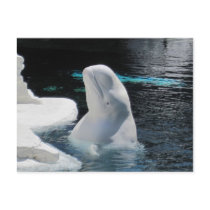 Beluga Whale Gifts Post Card