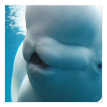 Beluga Whale  Invitations
