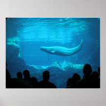Beluga Whales III Posters