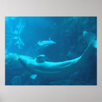 Beluga Whales in Flight Poster
