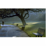 Bench, tree, Regents Park, London, England photo sculptures