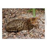 Bengal Cat 002 Greeting Cards