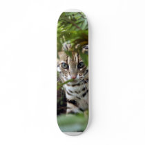 Bengal Cat 022