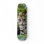 Bengal Cat 022 skateboards