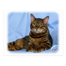 Bengal Cat 9W052D-018 Postcard