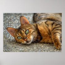Bengal Cat Posters