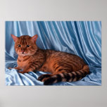 Bengal Poster
