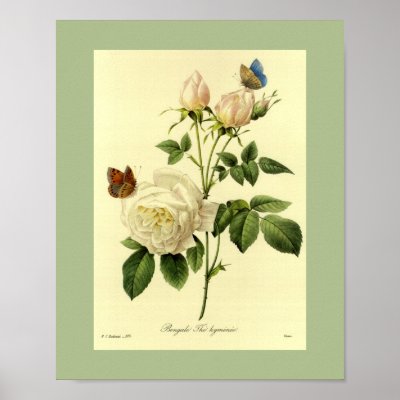Bengal Rose 16 X 20 Poster by botanicalblooms
