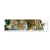 Bengal Tiger Bumper Sticker