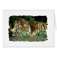 Bengal Tiger Greeting Card