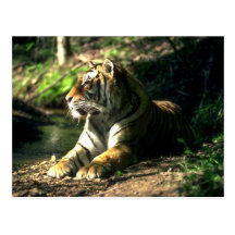 Bengal Tiger lying beside small stream in dappled Post Cards