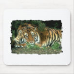 Bengal Tiger Mouse Pad