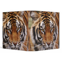 Bengal Tiger, Panthera tigris 3 Ring Binder