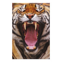Bengal Tiger, Panthera tigris