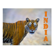 Bengal tiger post cards