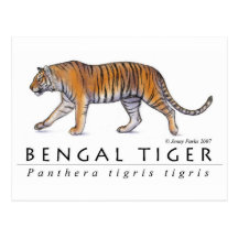 Bengal Tiger Postcard