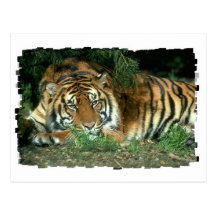 Bengal Tiger Postcard