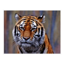 Bengal Tiger PostCard