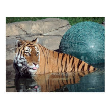 Bengal Tiger Postcard #1