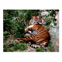Bengal Tiger Postcards