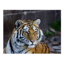 Bengal Tiger Postcards