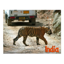 Bengal tiger postcards