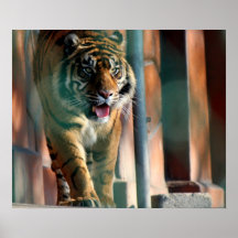 Bengal Tiger Poster