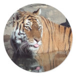 Bengal Tiger Round Stickers