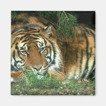 Bengal Tiger Square Magnet