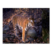 Bengal Tiger standing in forest glade Postcard