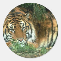 Bengal Tiger Sticker