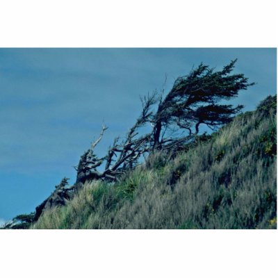 Bent Trees In Storm Photo Cut Outs by BreathtakingNature