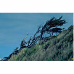 Bent Trees In Storm photo sculptures