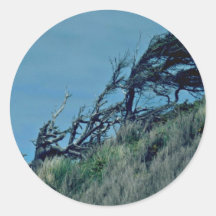 Bent Trees In Storm Stickers