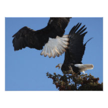 BEOAT Bald Eagles on a Treetop Art Photo