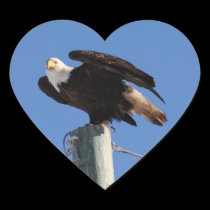 BEOUP Bald Eagle on Utility Pole stickers