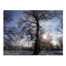 Berea Oak after Ice Storm Post Cards