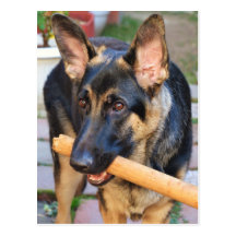 Berger allemand carte postale