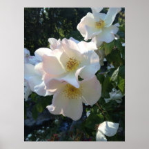 Berkeley Rose Garden - White Rose Poster