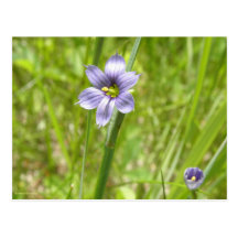 Bermudienne à feuilles étroites post cards