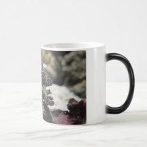 Bernard l'ermite tasse